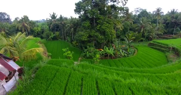 Luftaufnahme Von Reisterrassen Und Bauernhaus Mit Kokosnussbaum Seitlich Nach Links — Stockvideo