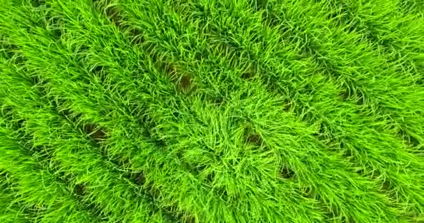 从上往下看无人驾驶飞机在印度尼西亚巴厘岛的稻田里运送稻谷植物 令人惊奇的B Roll绿色自然运动的有趣航拍 — 图库视频影像
