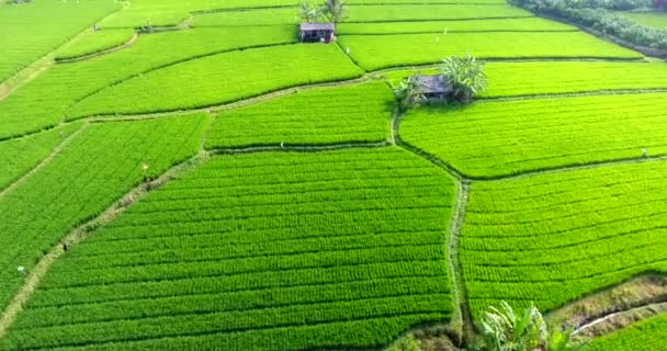 Політ Над Рисовими Терасами Балі Індонезія Яскраві Зелені Рисові Рослини — стокове відео