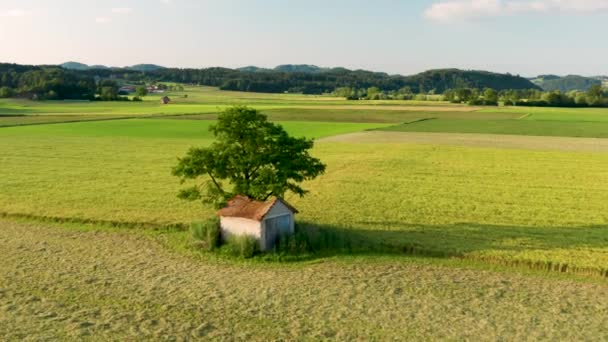 朝の太陽に照らされた野原や牧草地に囲まれた大きな木の下に納屋を持つ田舎の風景のフライオーバー航空ビュー — ストック動画