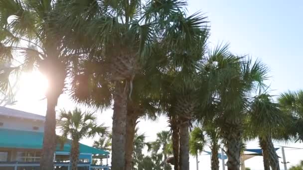 Güney Carolina Daki Myrtle Sahili Nde Güneş Birden Fazla Palmiye — Stok video