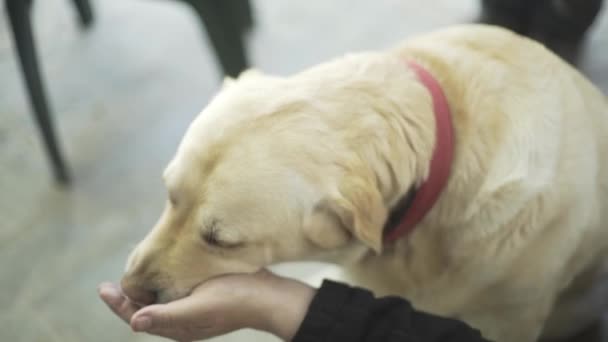 Kutya Megnyalja Kezét Labrador Szerelem — Stock videók