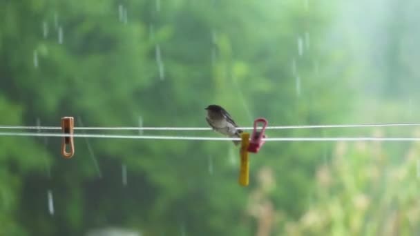 Uccello Filo Che Combatte Vento Sotto Pioggia Foresta — Video Stock