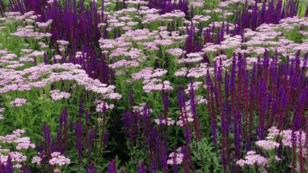 Bienen Aller Art Auf Lila Und Rosa Blüten — Stockvideo