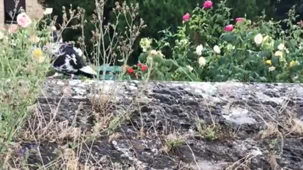 カラフルなバラの茂みの間を歩く岩黒と白の鳩 — ストック動画