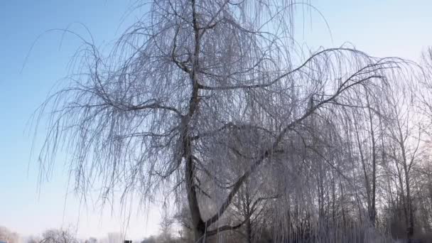 Ağlayan Söğüt Ağacının Yavaş Kayan Görüntüsü Açık Bir Kış Sabahında — Stok video