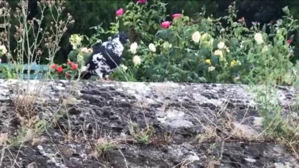 Kamienny Gołąb Czyszczący Pióra Chodniku Krzakiem Róż — Wideo stockowe