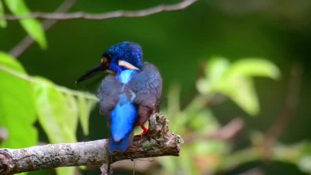Blue Ušklíbl Kingfisher Malý Kingfisher Nalezen Thajsku Vyhledáván Fotografové Ptáků — Stock video