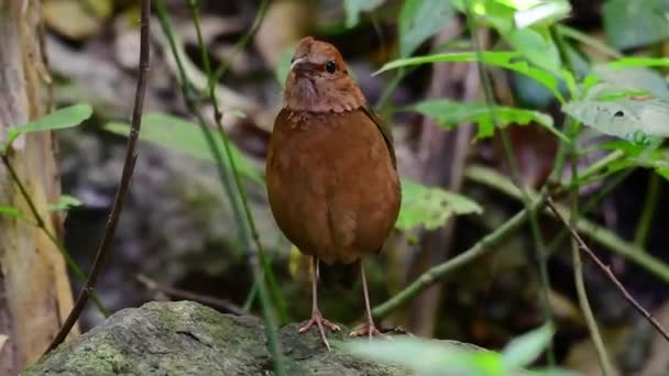 Der Rostbraune Pitta Ist Ein Vertrauenswürdiger Vogel Der Hochgebirgswäldern Vorkommt — Stockvideo