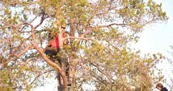 소나무에 아름다운 경치를 즐기고 슬로우 — 비디오