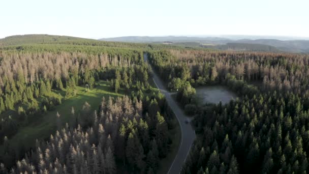 Harz Ulusal Parkı Aşağı Saksonya Almanya Daki Ağaçların Yenilenme Manzarası — Stok video