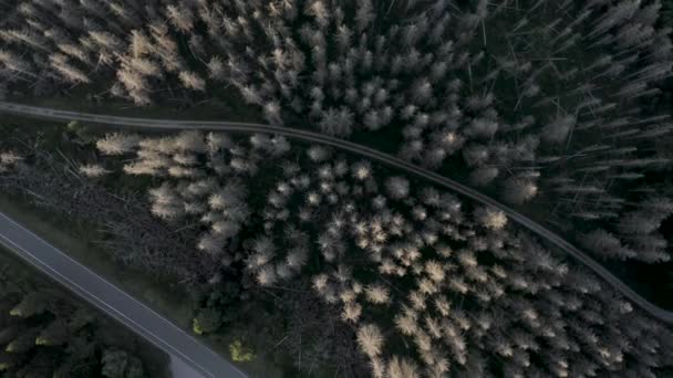 Vistas Aire Los Árboles Parque Nacional Harz Con Escarabajo Madera — Vídeos de Stock