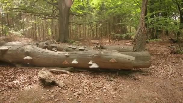 Гриб Стовбурах Мертвих Дерев Лісі — стокове відео
