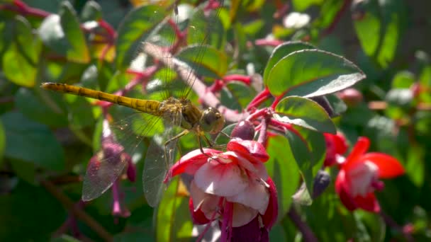 在阳光灿烂的日子里 蜻蜓坐在一朵红花上的特写镜头 — 图库视频影像