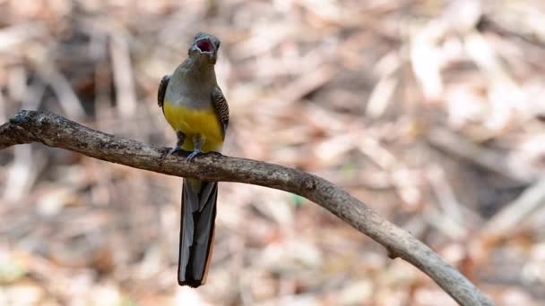 Den Orangefärgade Trogon Förtroendeingivande Medelstor Fågel Som Finns Thailand Runda — Stockvideo