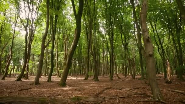 Vue Panoramique Arbres Feuilles Caduques Dans Forêt Été Journée Ensoleillée — Video