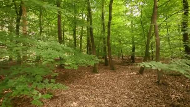 Movimento Entre Árvores Uma Floresta Decídua Dia Ensolarado — Vídeo de Stock