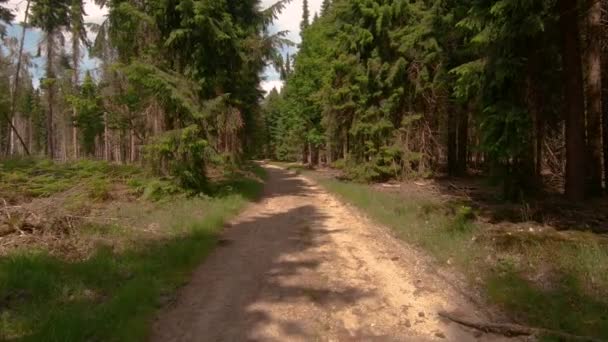 Avançando Longo Caminho Floresta Dia Ensolarado Verão — Vídeo de Stock