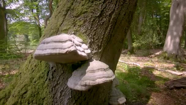 Mushroom Tinder Tree Trunk Forest — Stock Video