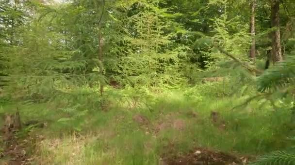 Bewegung Zwischen Den Jungen Tannen Wald — Stockvideo