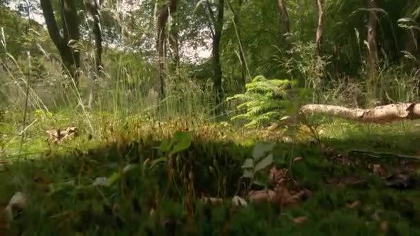 Yakın Çekim Ormandaki Çimlere Doğru Ilerliyor — Stok video