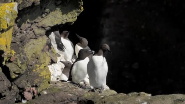 Guillemots Razorbill Egy Párkányon Bejáratnál Egy Barlang Fowlsheugh Sziklák — Stock videók