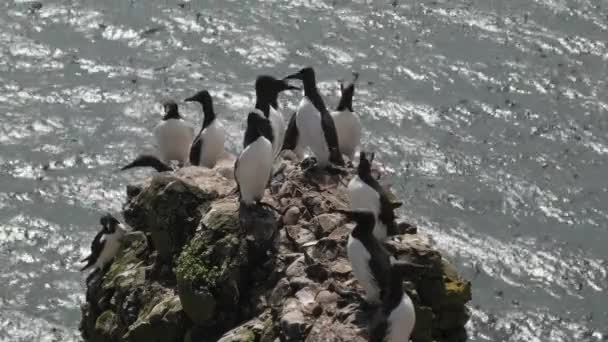 Guillemots Összegyűlt Egy Sziklán Fowlsheugh Sziklák — Stock videók