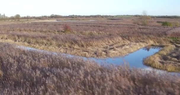 Low Sweeping Shot Reeds Water Stodmarsh Nature Reserve Kent Regno — Video Stock