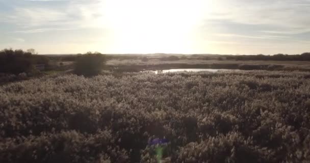 Nízký Letecký Výhled Plující Nad Rákosím Kachní Rybník Při Západu — Stock video