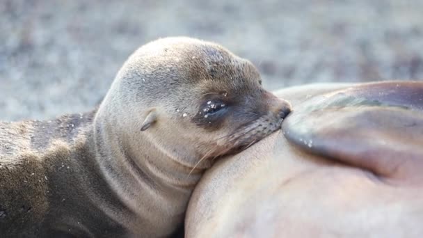 Loutre Mer Allaitant Sur Mamelon Mère Dans Les Îles Galapagos — Video