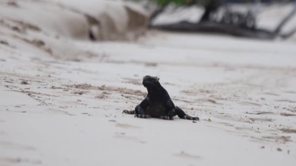 Iguana Marina Caminando Por Playa Arena Las Islas Galápagos Ecuador — Vídeo de stock