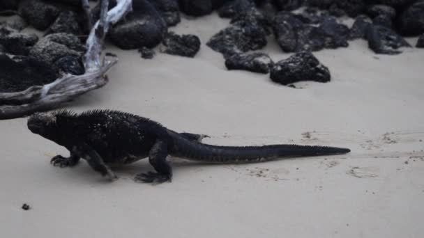 Iguana Marinha Caminhando Praia Areia Dia Quente Nas Ilhas Galápagos — Vídeo de Stock