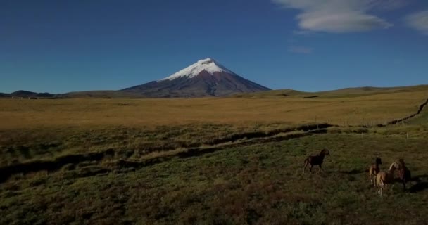 Drone Flying Band Horses Cotopaxi Volcano Cotopaxi National Park Ecuador — Stock Video