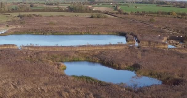 英国肯特市斯托德马什自然保护区的空中俯瞰显示 一群天鹅正在飞行 该保护区由自然英国管理 — 图库视频影像