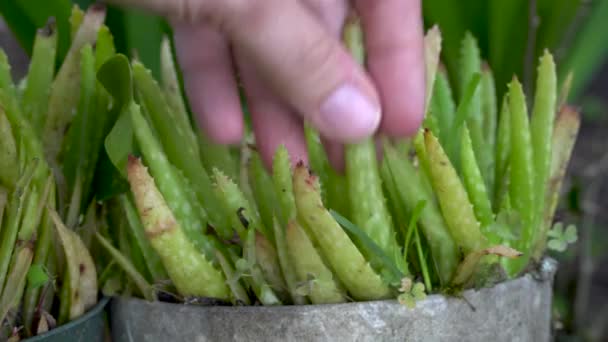 Eller Jel Için Aloe Vera Yaprağı Biçmek Için Bıçak Kullanır — Stok video