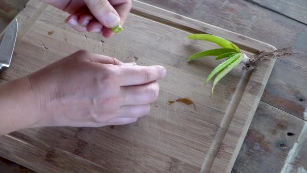 葉から肌に新鮮なアロエベラジェルを絞り込み 自然なスキンケアコンセプト — ストック動画