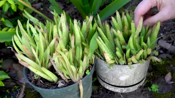 Plevele Péče Zanedbané Aloe Vera Květináče Venku Zavřít — Stock video