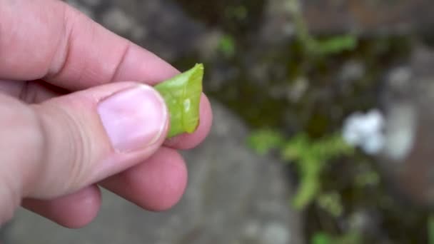 Squeezing Fresh Aloe Vera Gel Fingers Extreme Close — Stock Video