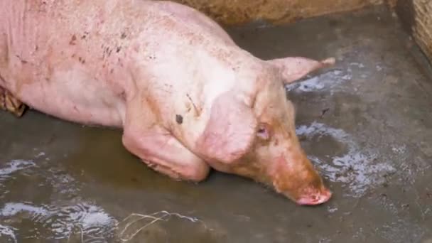 Close Shot Water Being Poured Large Tired Pig Pig Sty — Stock Video
