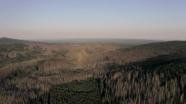 Drone Shot Renewing Trees Harz Forest Sunset Baixa Saxónia Alemanha — Vídeo de Stock