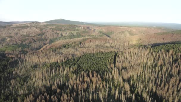 Dron Widok Lotu Ptaka Umierające Drzewa Parku Narodowym Harz Niemczech — Wideo stockowe