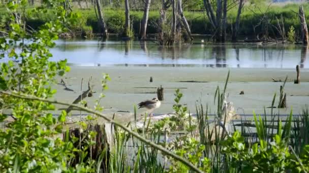 Wild Goose Står Avslappnad Stranden Damm Sommardag — Stockvideo