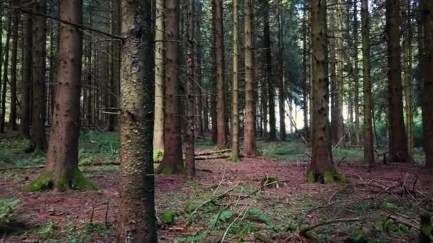 Câmera Paira Lentamente Pela Floresta Escura Pelas Árvores — Vídeo de Stock