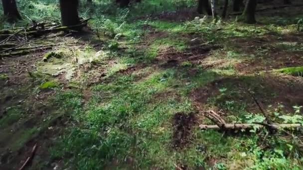 Kamera Unosi Się Powoli Przez Ciemny Las Ciągu Dnia — Wideo stockowe