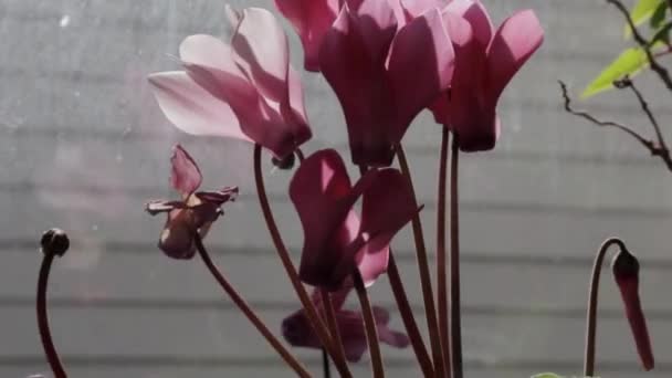 Primer Plano Las Flores Rosadas Africanas Violetas Contra Ventana — Vídeos de Stock