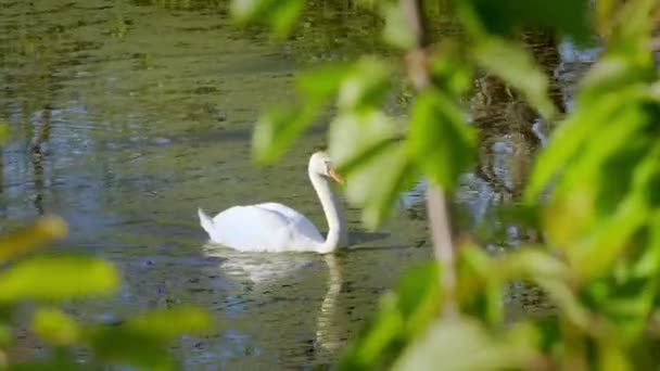 Elegante Cisne Branco Nadando Sublime Água Uma Lagoa Verão — Vídeo de Stock