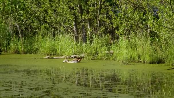 Wildgans Schwimmt Auf Teich Frisst Und Geht Zurück Zum Ufer — Stockvideo