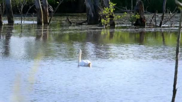 Eleganter Weißer Schwan Schwimmt Erhaben Auf Dem Wasser Eines Teiches — Stockvideo