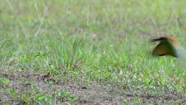 Comedero Abejas Con Cabeza Castaño Entierra Nido Alto Montículo Hierba — Vídeos de Stock