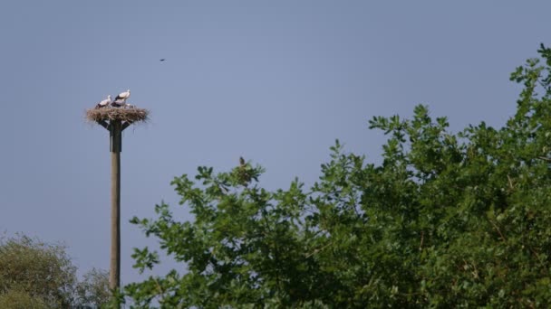 황새는 여름날 새끼들 둥지를 짓는다 — 비디오